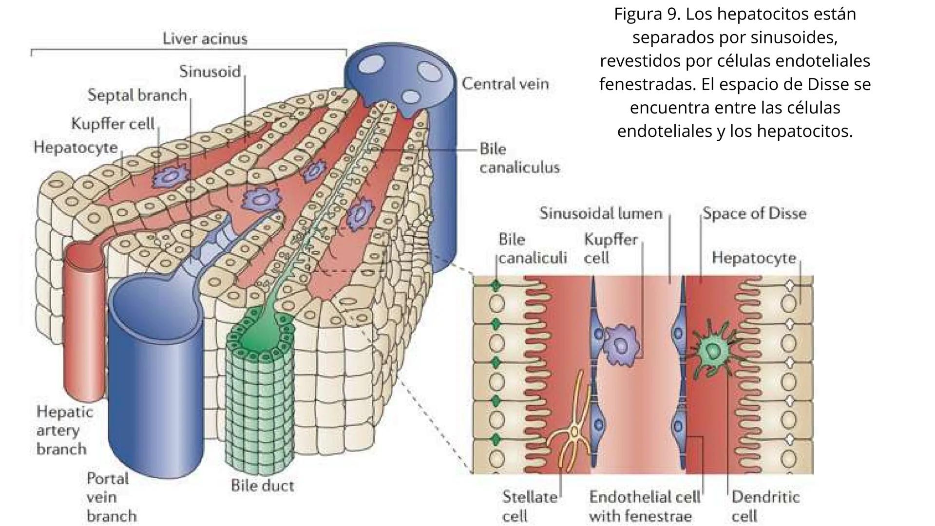 # SEMANA 6
2025 - II
UNIVERSIDAD CONTINENTAL
# MORFOFISIOLOGÍA
# DEL CUERPO HUMANO
TEORÍA Morfofisiología del Cuerpo Humano
Propósito: A