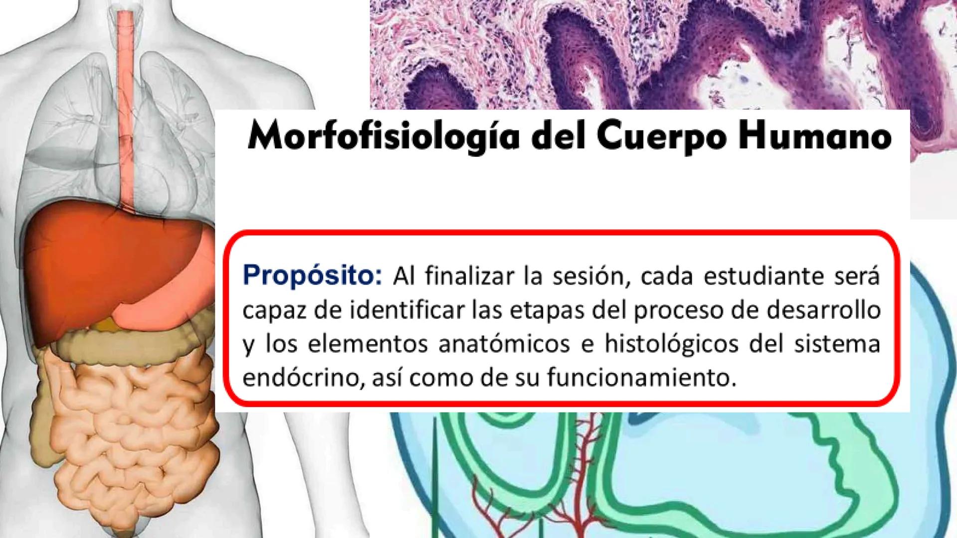 # SEMANA 6
2025 - II
UNIVERSIDAD CONTINENTAL
# MORFOFISIOLOGÍA
# DEL CUERPO HUMANO
TEORÍA Morfofisiología del Cuerpo Humano
Propósito: A