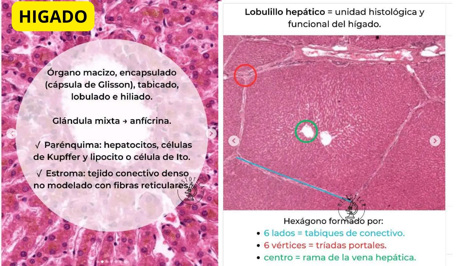 # SEMANA 6
2025 - II
UNIVERSIDAD CONTINENTAL
# MORFOFISIOLOGÍA
# DEL CUERPO HUMANO
TEORÍA Morfofisiología del Cuerpo Humano
Propósito: A