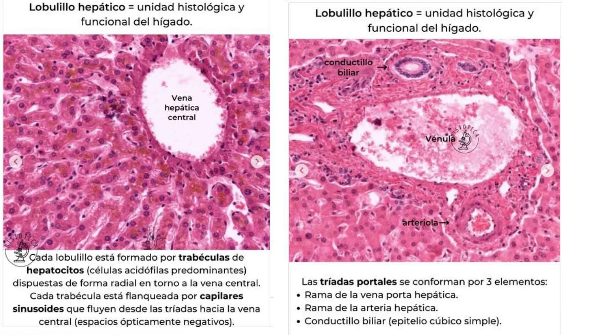 # SEMANA 6
2025 - II
UNIVERSIDAD CONTINENTAL
# MORFOFISIOLOGÍA
# DEL CUERPO HUMANO
TEORÍA Morfofisiología del Cuerpo Humano
Propósito: A