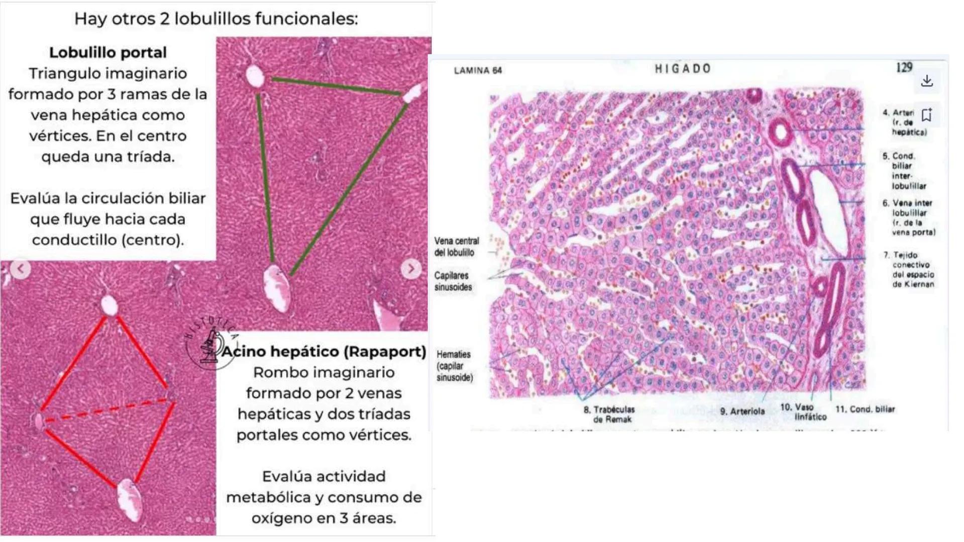 # SEMANA 6
2025 - II
UNIVERSIDAD CONTINENTAL
# MORFOFISIOLOGÍA
# DEL CUERPO HUMANO
TEORÍA Morfofisiología del Cuerpo Humano
Propósito: A
