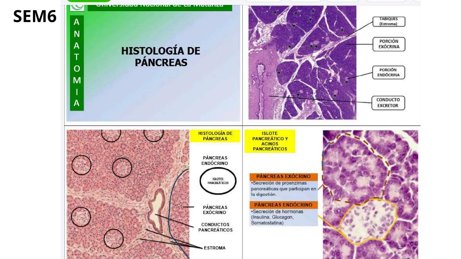 # SEMANA 6
2025 - II
UNIVERSIDAD CONTINENTAL
# MORFOFISIOLOGÍA
# DEL CUERPO HUMANO
TEORÍA Morfofisiología del Cuerpo Humano
Propósito: A