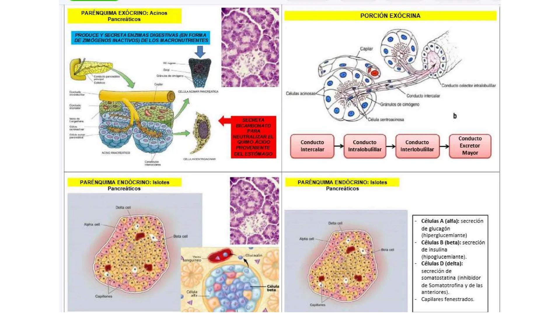# SEMANA 6
2025 - II
UNIVERSIDAD CONTINENTAL
# MORFOFISIOLOGÍA
# DEL CUERPO HUMANO
TEORÍA Morfofisiología del Cuerpo Humano
Propósito: A