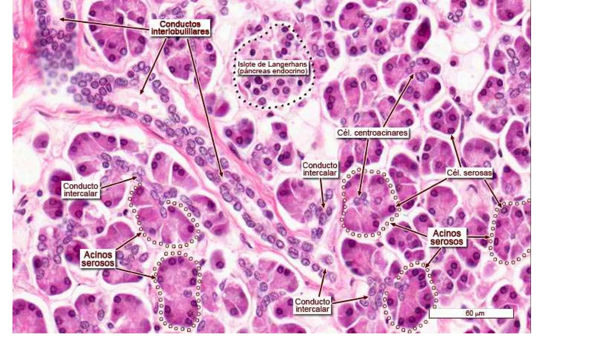 # SEMANA 6
2025 - II
UNIVERSIDAD CONTINENTAL
# MORFOFISIOLOGÍA
# DEL CUERPO HUMANO
TEORÍA Morfofisiología del Cuerpo Humano
Propósito: A