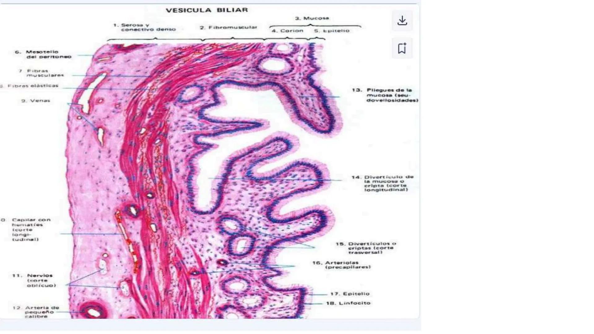 # SEMANA 6
2025 - II
UNIVERSIDAD CONTINENTAL
# MORFOFISIOLOGÍA
# DEL CUERPO HUMANO
TEORÍA Morfofisiología del Cuerpo Humano
Propósito: A