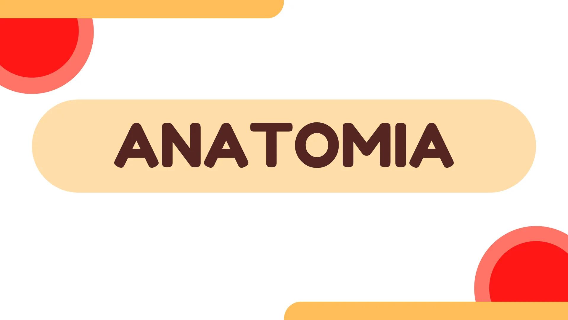 # SEMANA 6
2025 - II
UNIVERSIDAD CONTINENTAL
# MORFOFISIOLOGÍA
# DEL CUERPO HUMANO
TEORÍA Morfofisiología del Cuerpo Humano
Propósito: A