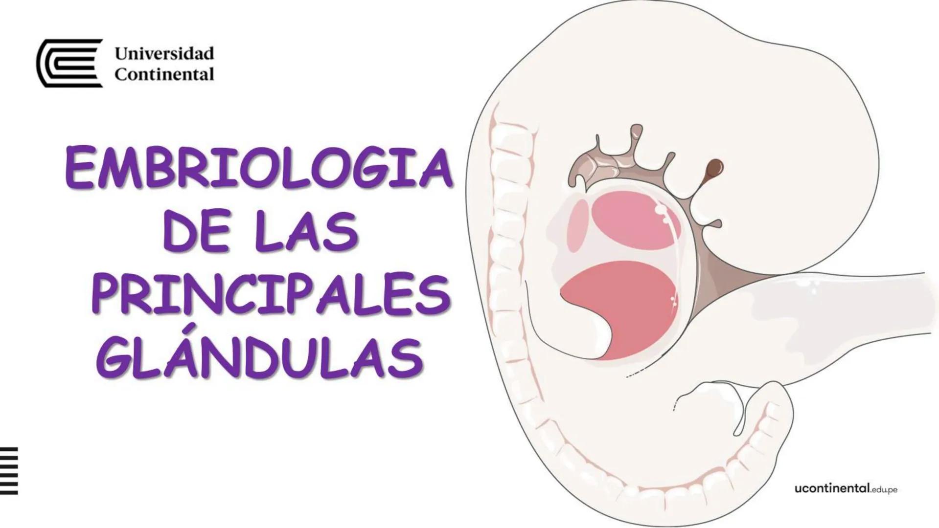 # SEMANA 6
2025 - II
UNIVERSIDAD CONTINENTAL
# MORFOFISIOLOGÍA
# DEL CUERPO HUMANO
TEORÍA Morfofisiología del Cuerpo Humano
Propósito: A