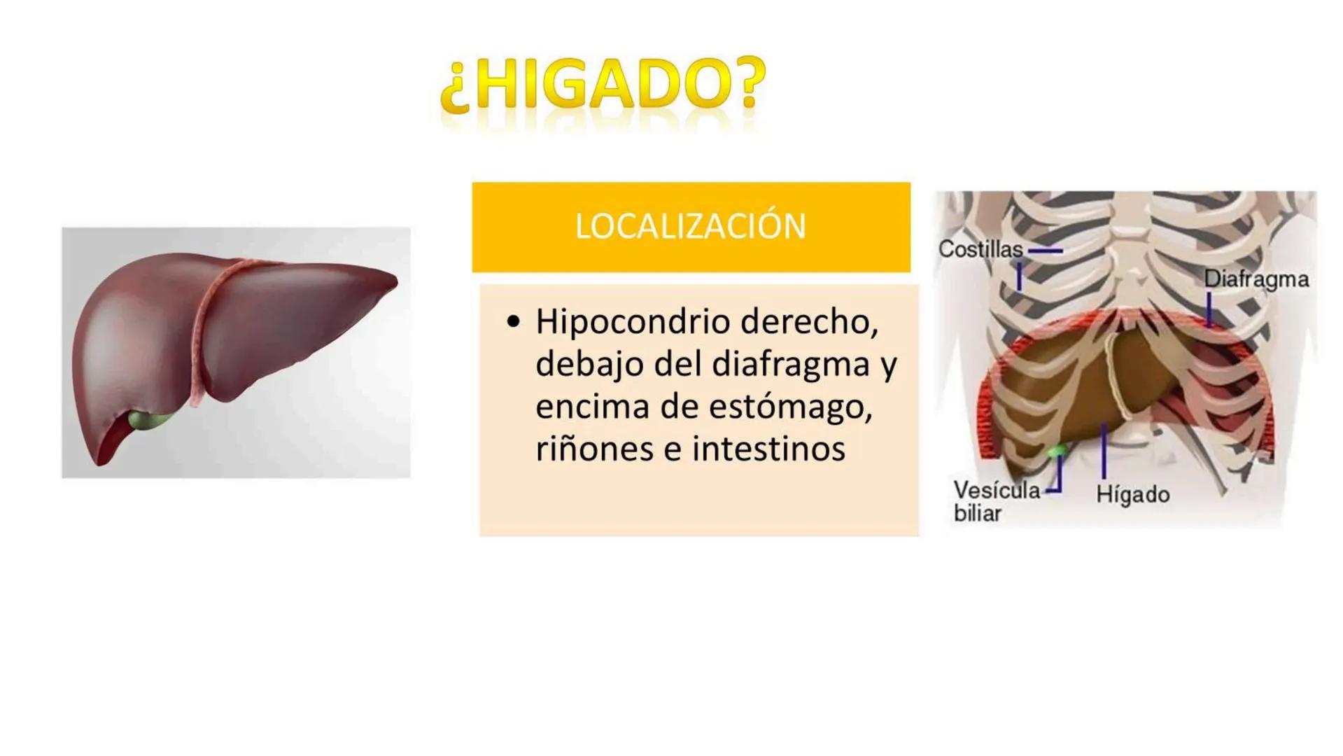 # SEMANA 6
2025 - II
UNIVERSIDAD CONTINENTAL
# MORFOFISIOLOGÍA
# DEL CUERPO HUMANO
TEORÍA Morfofisiología del Cuerpo Humano
Propósito: A