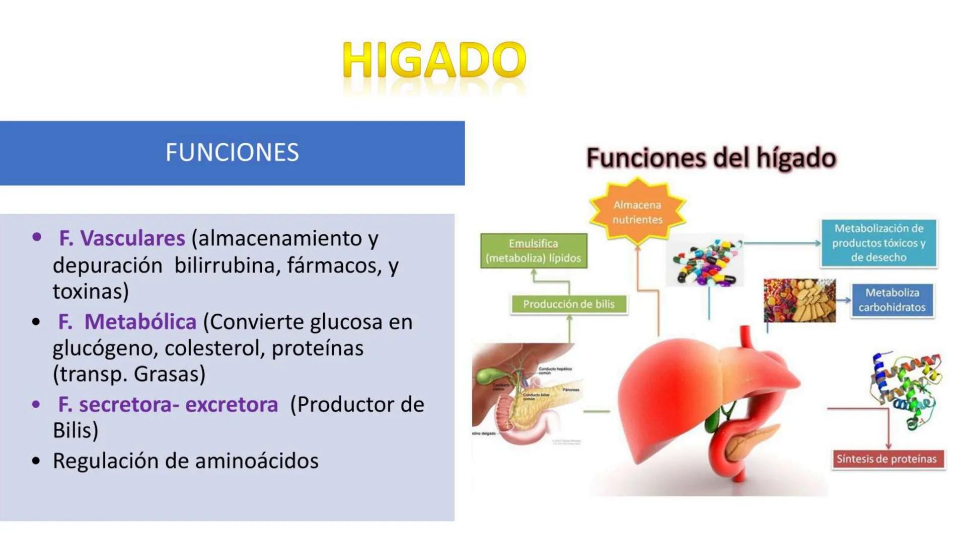 # SEMANA 6
2025 - II
UNIVERSIDAD CONTINENTAL
# MORFOFISIOLOGÍA
# DEL CUERPO HUMANO
TEORÍA Morfofisiología del Cuerpo Humano
Propósito: A