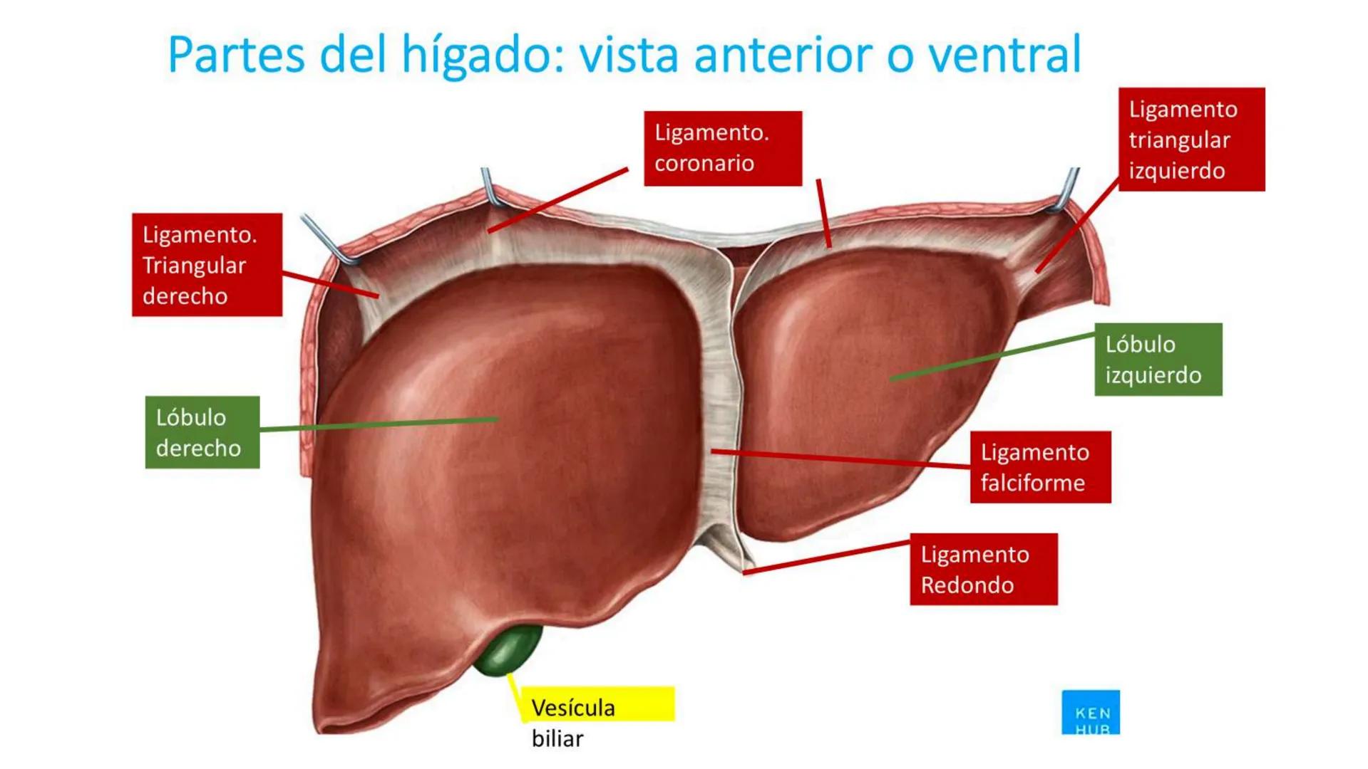 # SEMANA 6
2025 - II
UNIVERSIDAD CONTINENTAL
# MORFOFISIOLOGÍA
# DEL CUERPO HUMANO
TEORÍA Morfofisiología del Cuerpo Humano
Propósito: A