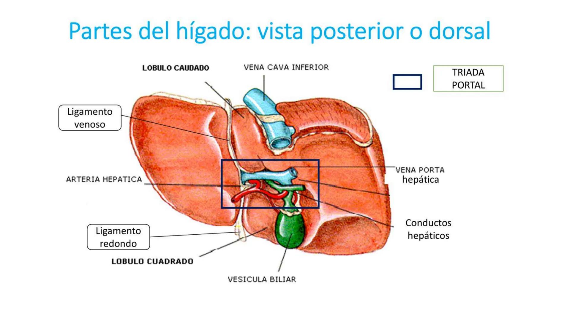 # SEMANA 6
2025 - II
UNIVERSIDAD CONTINENTAL
# MORFOFISIOLOGÍA
# DEL CUERPO HUMANO
TEORÍA Morfofisiología del Cuerpo Humano
Propósito: A