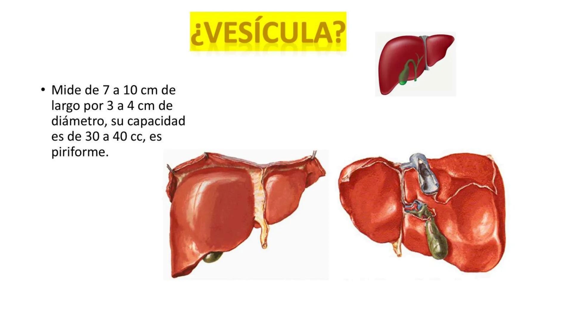 # SEMANA 6
2025 - II
UNIVERSIDAD CONTINENTAL
# MORFOFISIOLOGÍA
# DEL CUERPO HUMANO
TEORÍA Morfofisiología del Cuerpo Humano
Propósito: A