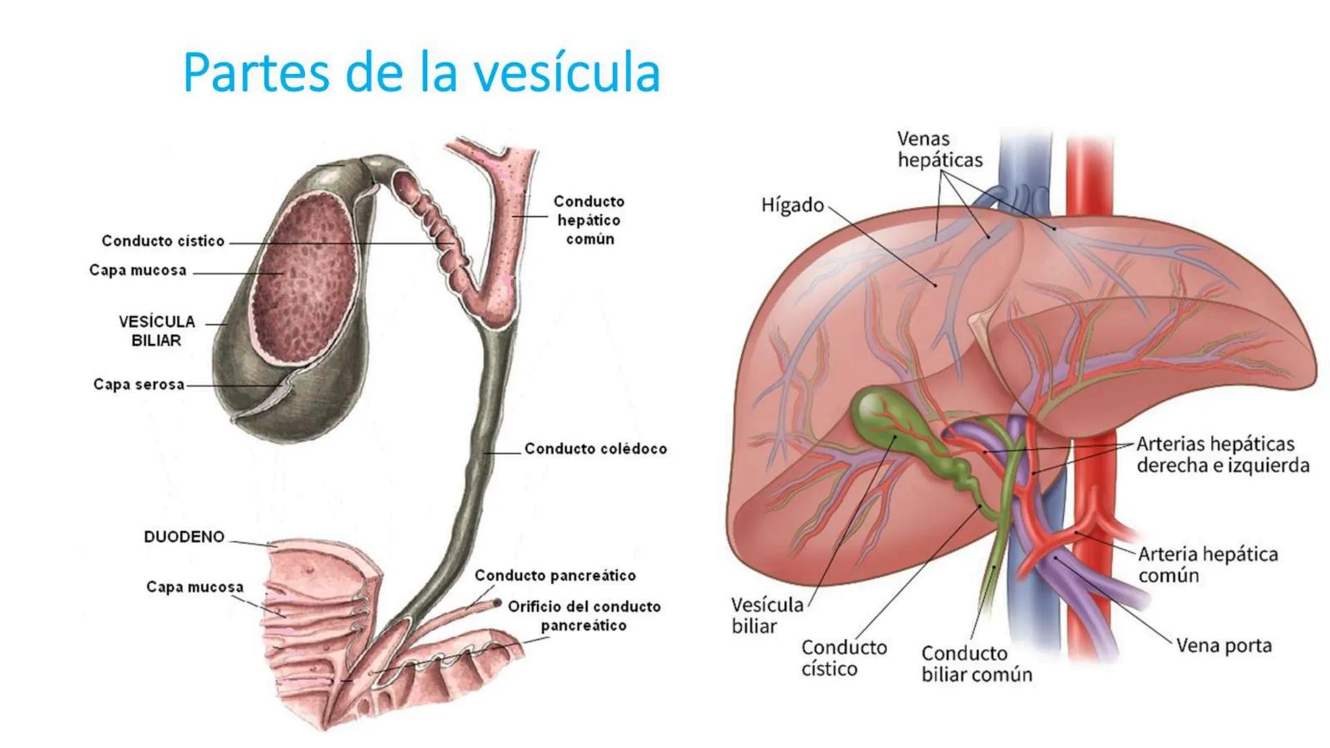 # SEMANA 6
2025 - II
UNIVERSIDAD CONTINENTAL
# MORFOFISIOLOGÍA
# DEL CUERPO HUMANO
TEORÍA Morfofisiología del Cuerpo Humano
Propósito: A