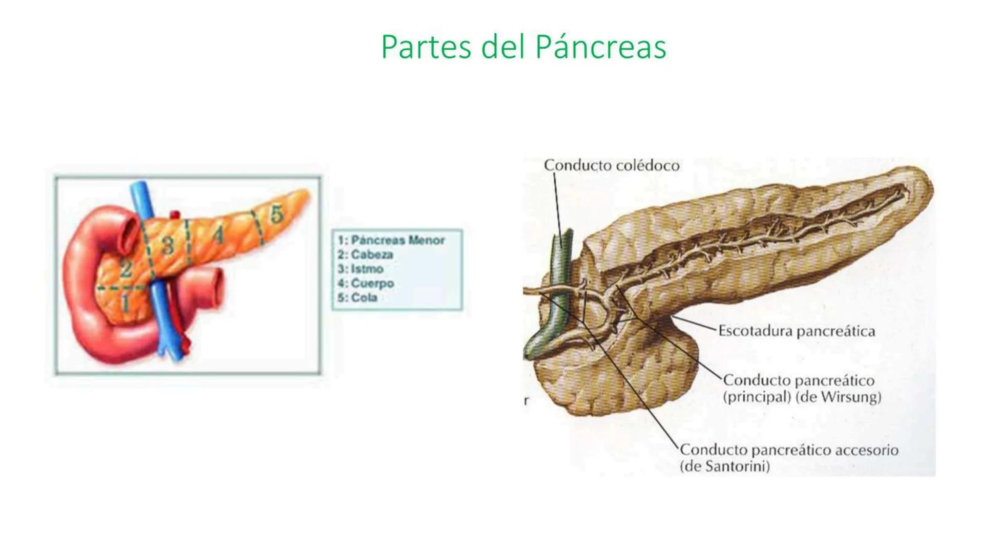 # SEMANA 6
2025 - II
UNIVERSIDAD CONTINENTAL
# MORFOFISIOLOGÍA
# DEL CUERPO HUMANO
TEORÍA Morfofisiología del Cuerpo Humano
Propósito: A