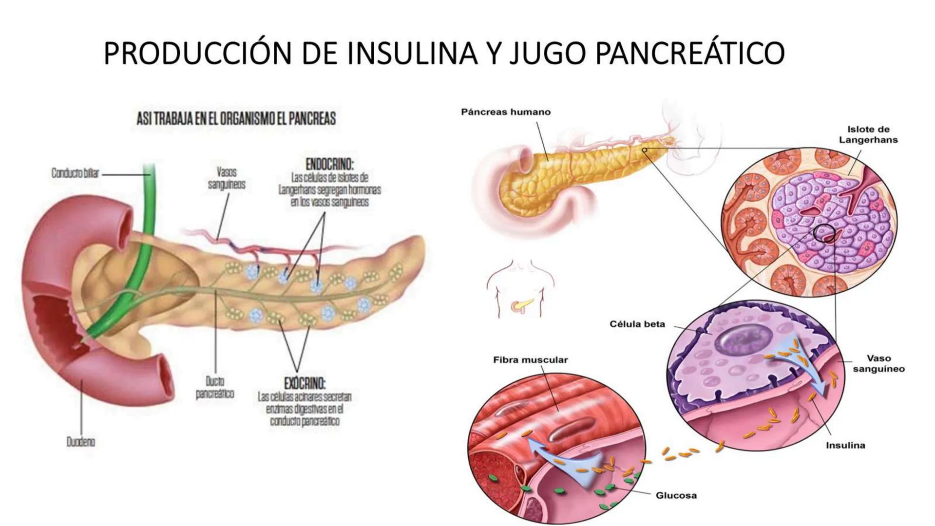 # SEMANA 6
2025 - II
UNIVERSIDAD CONTINENTAL
# MORFOFISIOLOGÍA
# DEL CUERPO HUMANO
TEORÍA Morfofisiología del Cuerpo Humano
Propósito: A