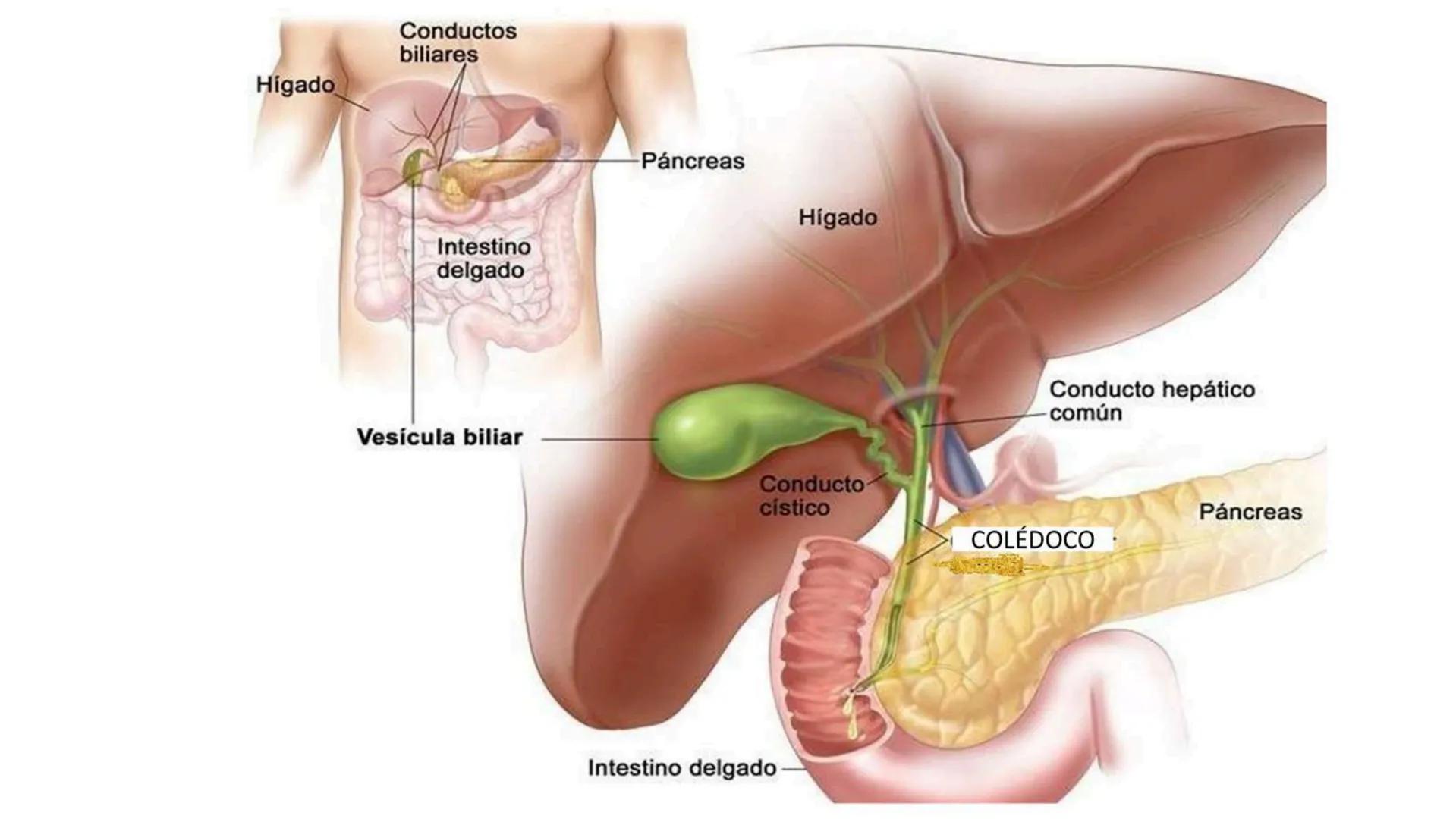 # SEMANA 6
2025 - II
UNIVERSIDAD CONTINENTAL
# MORFOFISIOLOGÍA
# DEL CUERPO HUMANO
TEORÍA Morfofisiología del Cuerpo Humano
Propósito: A
