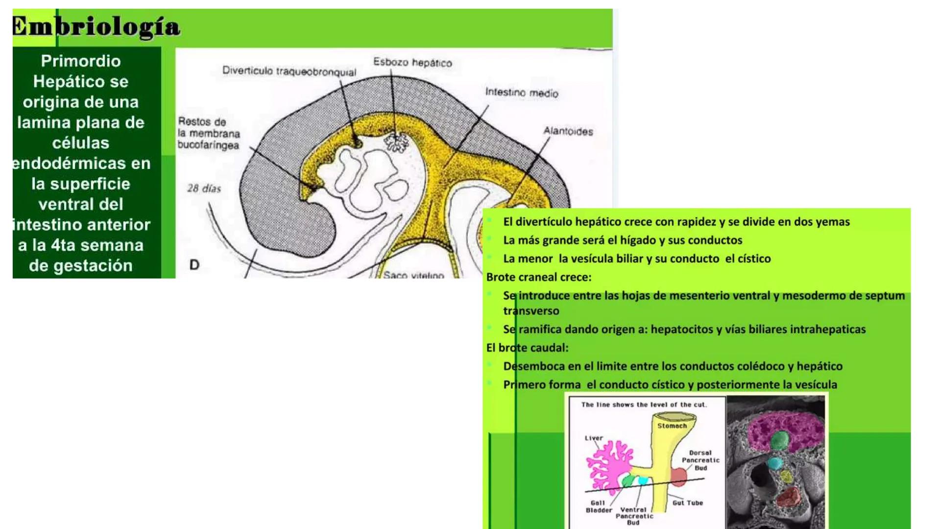 # SEMANA 6
2025 - II
UNIVERSIDAD CONTINENTAL
# MORFOFISIOLOGÍA
# DEL CUERPO HUMANO
TEORÍA Morfofisiología del Cuerpo Humano
Propósito: A