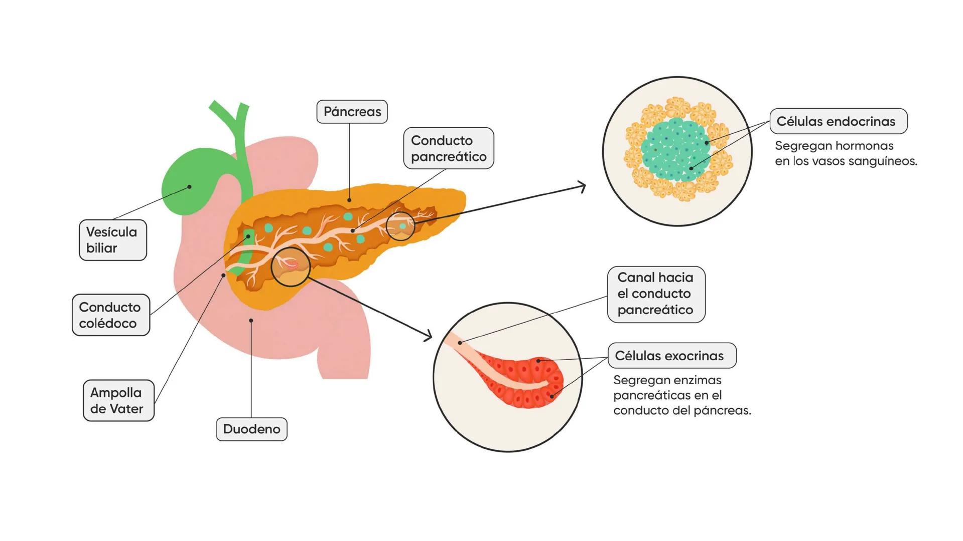 # SEMANA 6
2025 - II
UNIVERSIDAD CONTINENTAL
# MORFOFISIOLOGÍA
# DEL CUERPO HUMANO
TEORÍA Morfofisiología del Cuerpo Humano
Propósito: A