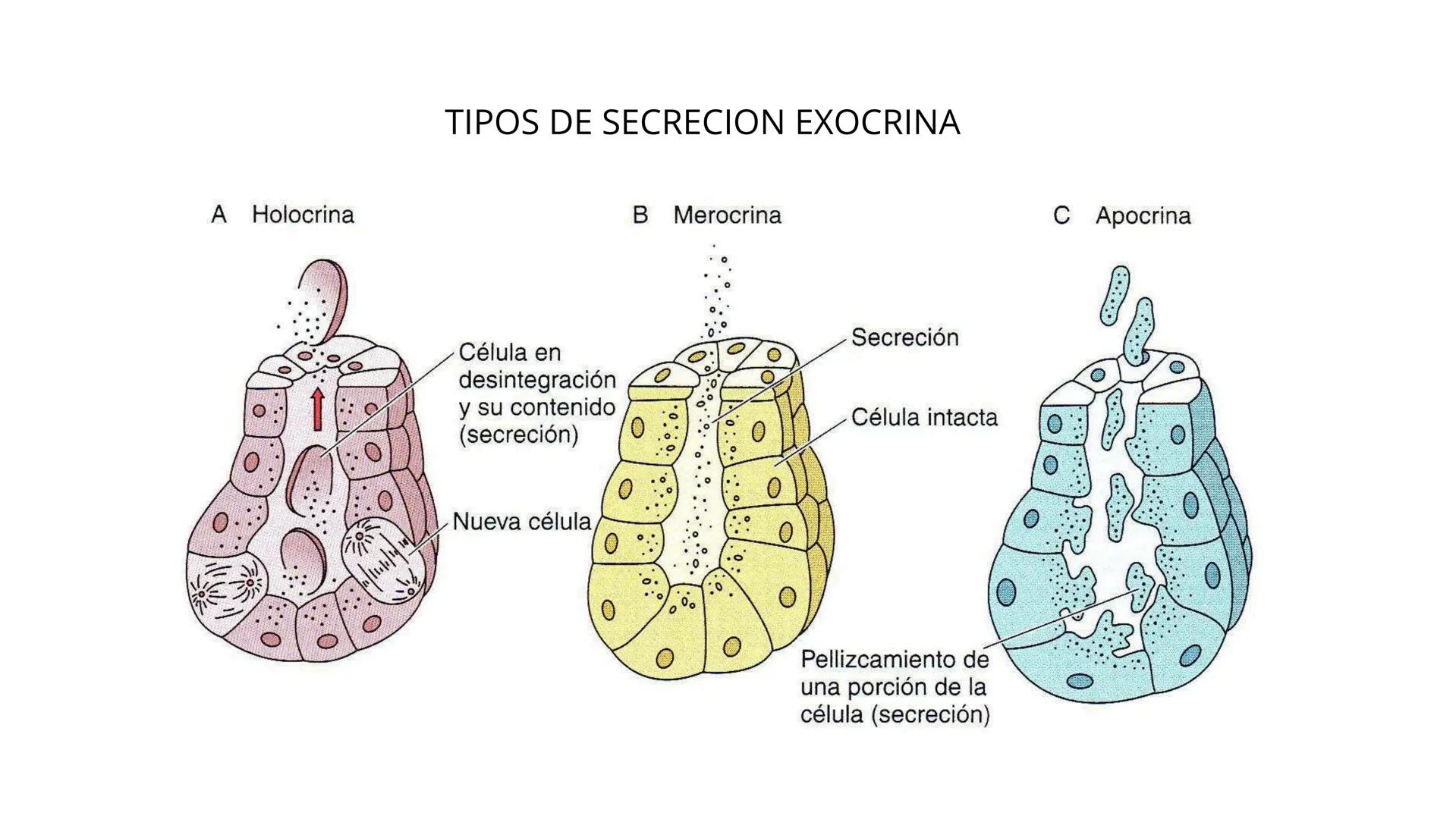 # SEMANA 6
2025 - II
UNIVERSIDAD CONTINENTAL
# MORFOFISIOLOGÍA
# DEL CUERPO HUMANO
TEORÍA Morfofisiología del Cuerpo Humano
Propósito: A