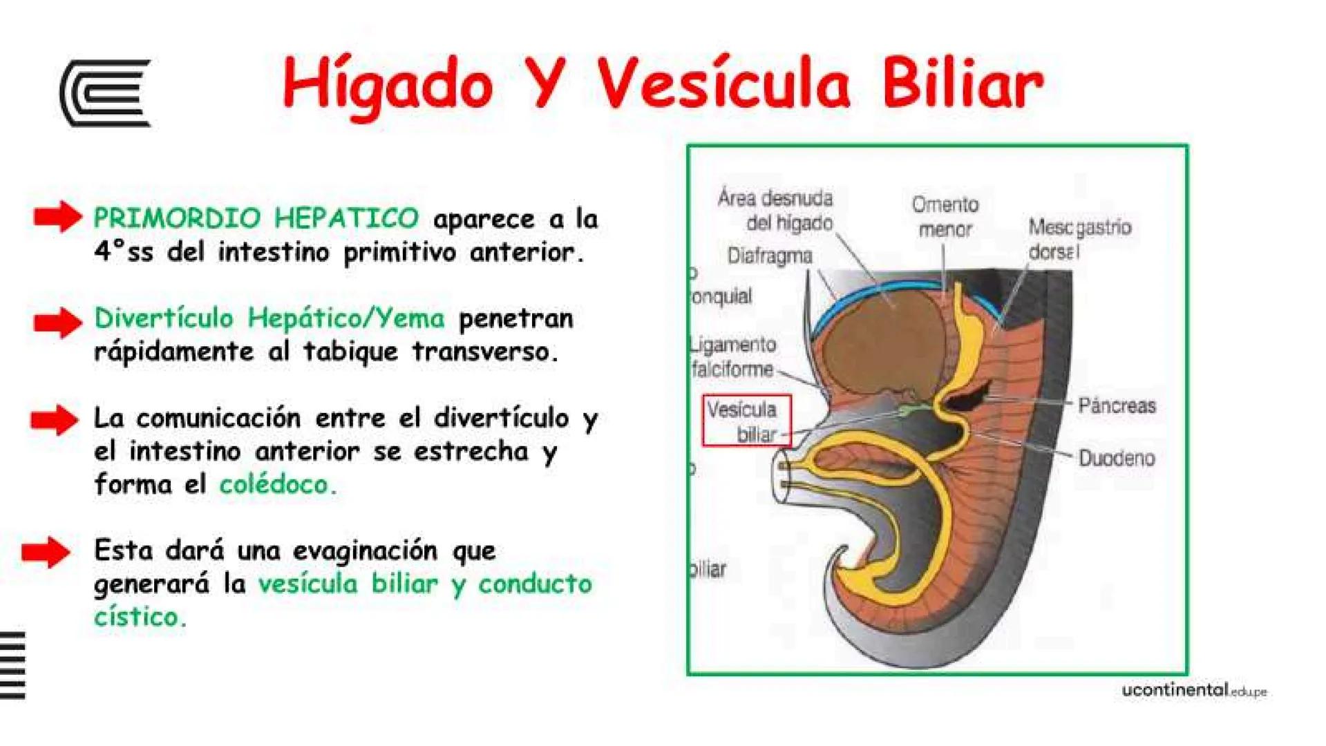 # SEMANA 6
2025 - II
UNIVERSIDAD CONTINENTAL
# MORFOFISIOLOGÍA
# DEL CUERPO HUMANO
TEORÍA Morfofisiología del Cuerpo Humano
Propósito: A
