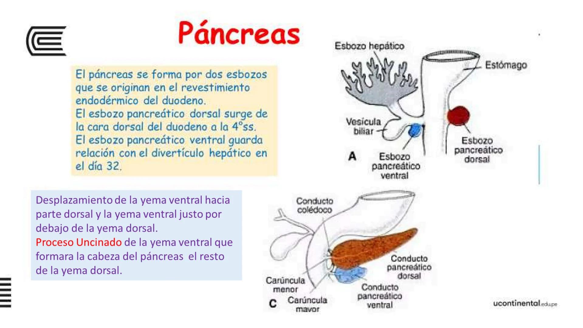 # SEMANA 6
2025 - II
UNIVERSIDAD CONTINENTAL
# MORFOFISIOLOGÍA
# DEL CUERPO HUMANO
TEORÍA Morfofisiología del Cuerpo Humano
Propósito: A