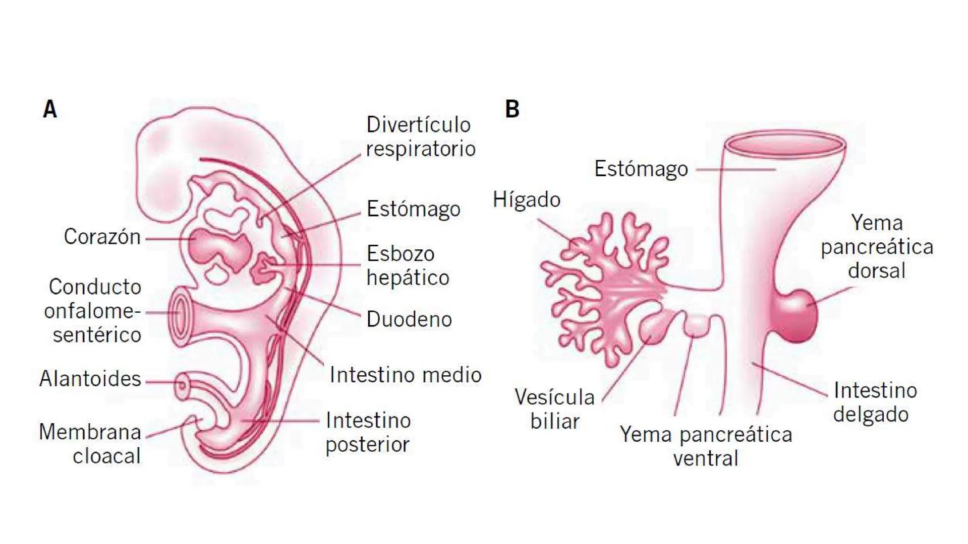 # SEMANA 6
2025 - II
UNIVERSIDAD CONTINENTAL
# MORFOFISIOLOGÍA
# DEL CUERPO HUMANO
TEORÍA Morfofisiología del Cuerpo Humano
Propósito: A