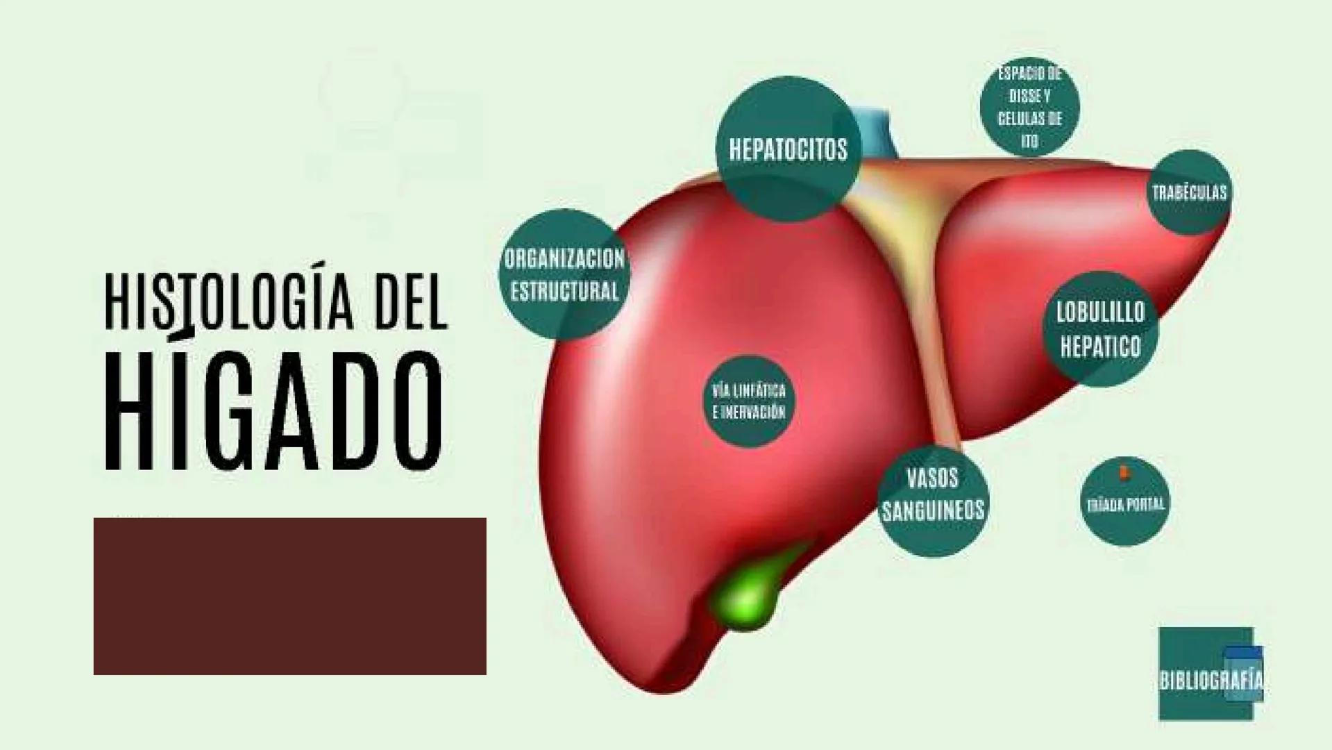# SEMANA 6
2025 - II
UNIVERSIDAD CONTINENTAL
# MORFOFISIOLOGÍA
# DEL CUERPO HUMANO
TEORÍA Morfofisiología del Cuerpo Humano
Propósito: A
