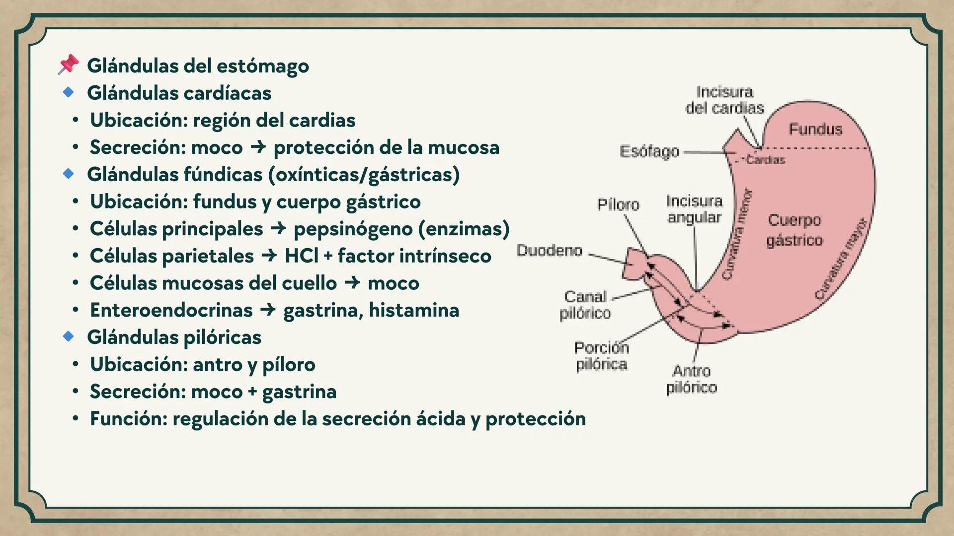 # CEPRE BICENTENARIO
# CAP 04: REPASO
# DE ANATOMÍA
Enc.: Erick F. Ludeña A. 1. ¿Qué tipo de tejido forma la epidermis?
A) Muscular liso
B