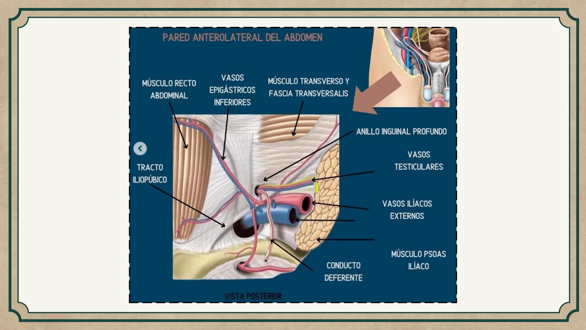 # CEPRE BICENTENARIO
# CAP 04: REPASO
# DE ANATOMÍA
Enc.: Erick F. Ludeña A. 1. ¿Qué tipo de tejido forma la epidermis?
A) Muscular liso
B