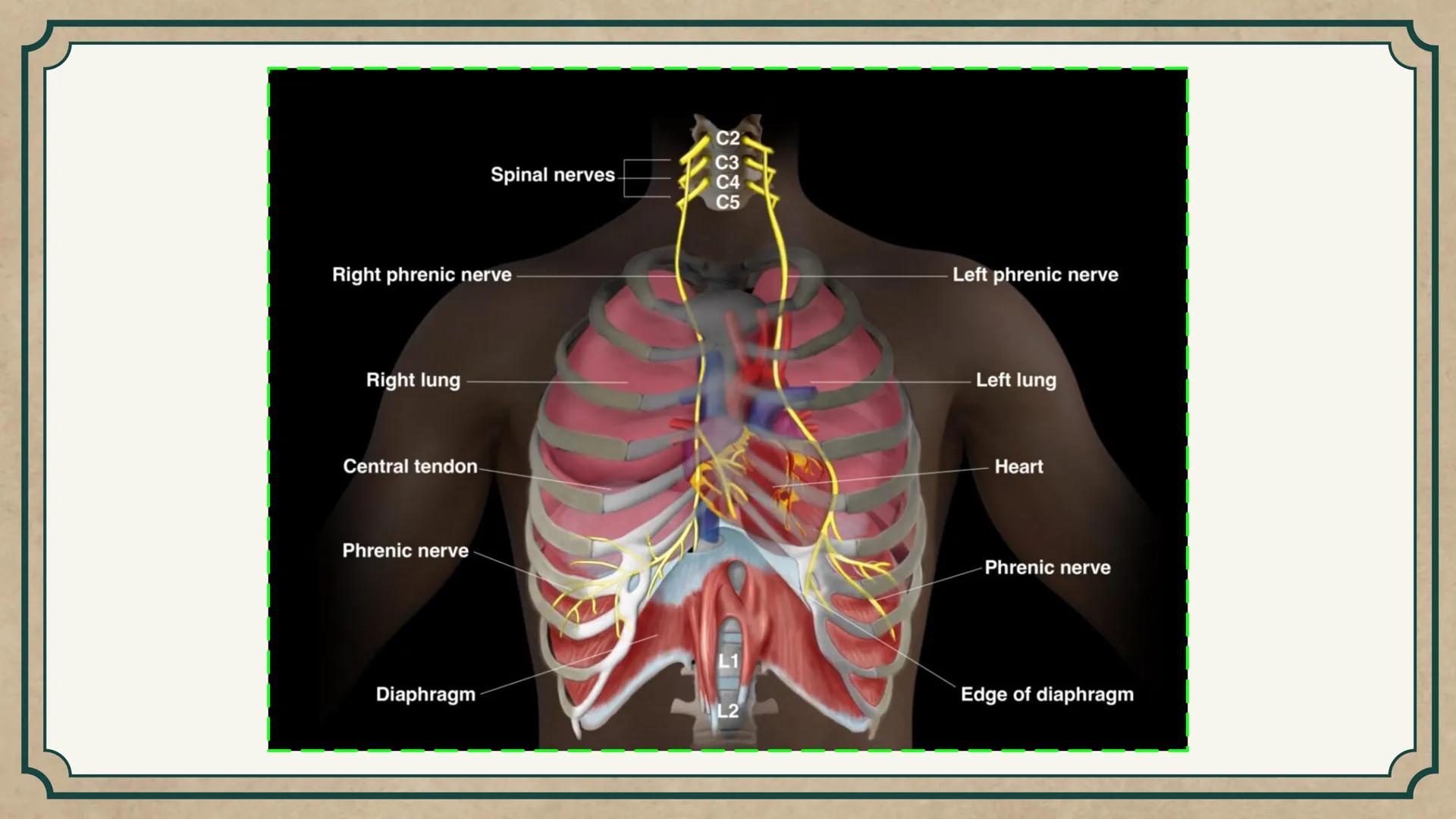 # CEPRE BICENTENARIO
# CAP 04: REPASO
# DE ANATOMÍA
Enc.: Erick F. Ludeña A. 1. ¿Qué tipo de tejido forma la epidermis?
A) Muscular liso
B