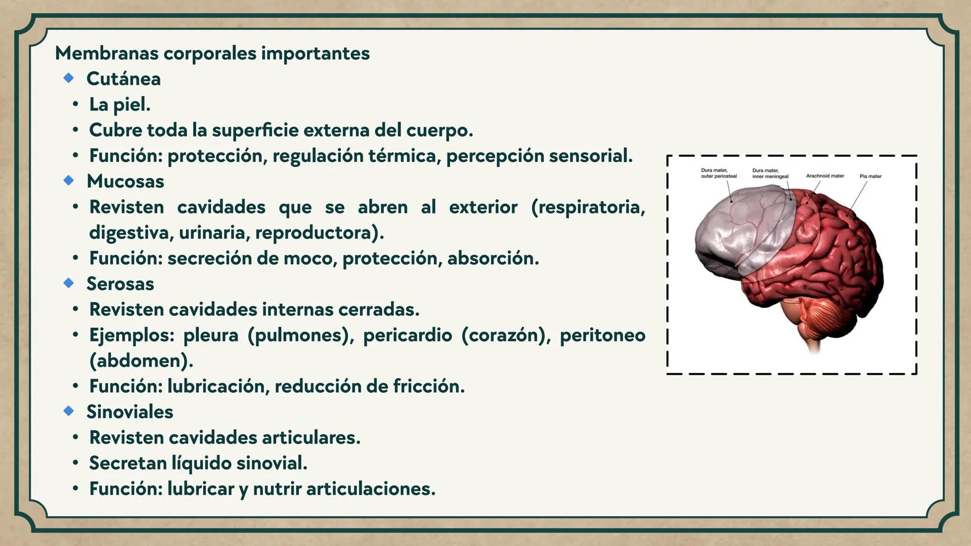 # CEPRE BICENTENARIO
# CAP 04: REPASO
# DE ANATOMÍA
Enc.: Erick F. Ludeña A. 1. ¿Qué tipo de tejido forma la epidermis?
A) Muscular liso
B