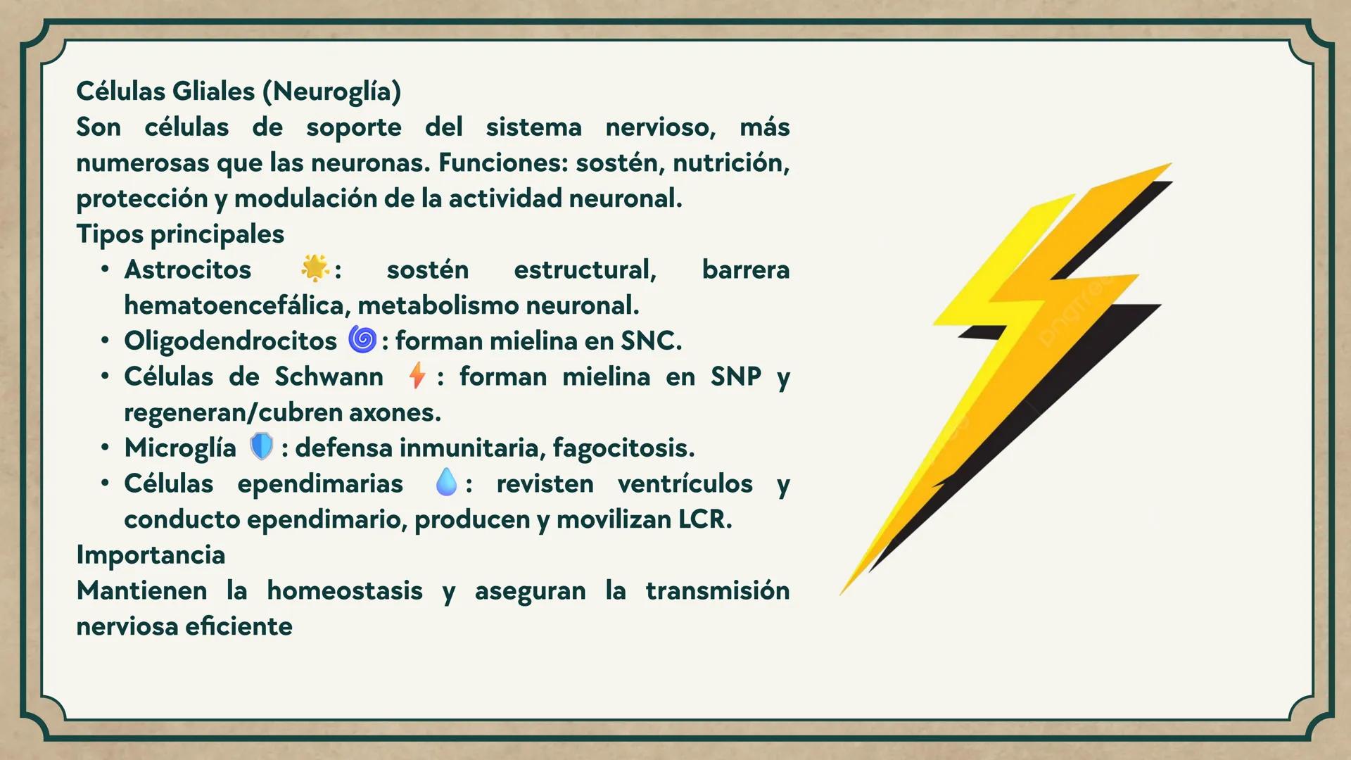# CEPRE BICENTENARIO
# CAP 04: REPASO
# DE ANATOMÍA
Enc.: Erick F. Ludeña A. 1. ¿Qué tipo de tejido forma la epidermis?
A) Muscular liso
B