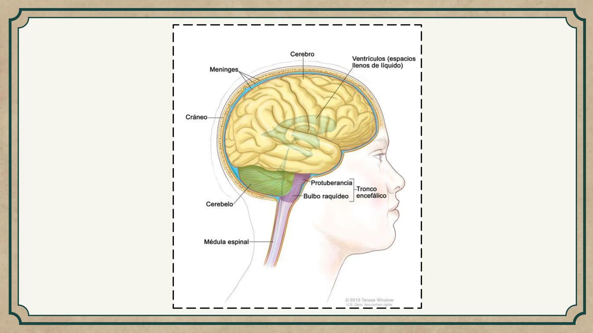 # CEPRE BICENTENARIO
# CAP 04: REPASO
# DE ANATOMÍA
Enc.: Erick F. Ludeña A. 1. ¿Qué tipo de tejido forma la epidermis?
A) Muscular liso
B