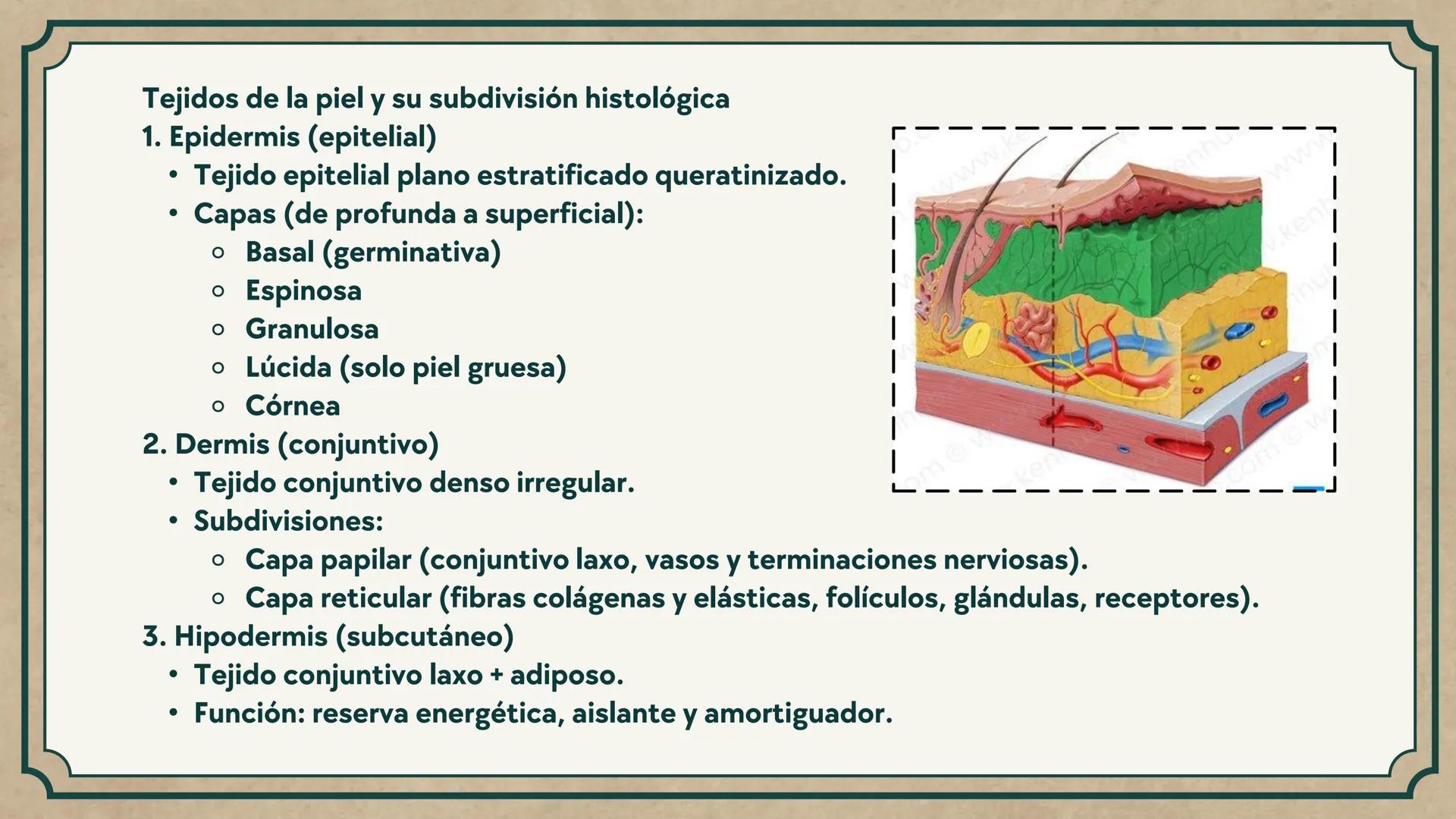# CEPRE BICENTENARIO
# CAP 04: REPASO
# DE ANATOMÍA
Enc.: Erick F. Ludeña A. 1. ¿Qué tipo de tejido forma la epidermis?
A) Muscular liso
B