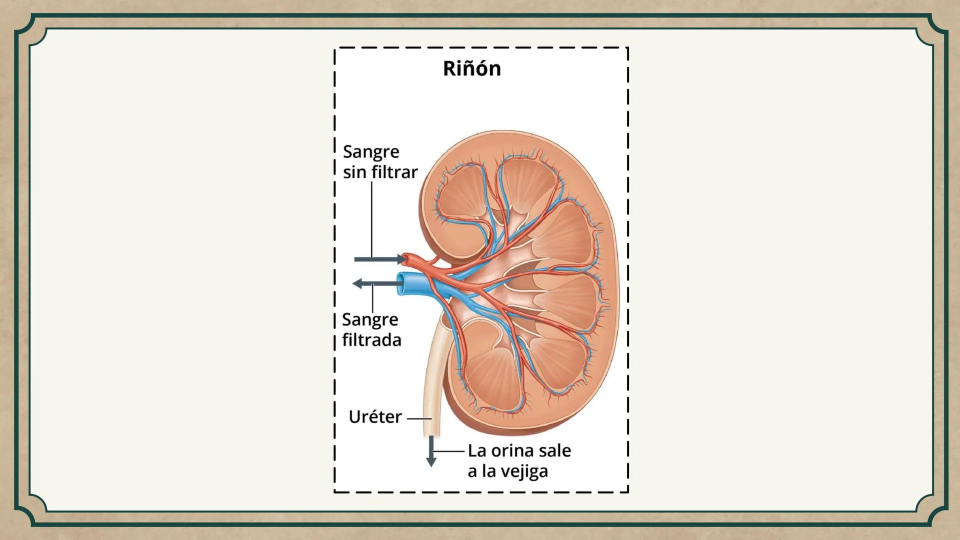 # CEPRE BICENTENARIO
# CAP 04: REPASO
# DE ANATOMÍA
Enc.: Erick F. Ludeña A. 1. ¿Qué tipo de tejido forma la epidermis?
A) Muscular liso
B