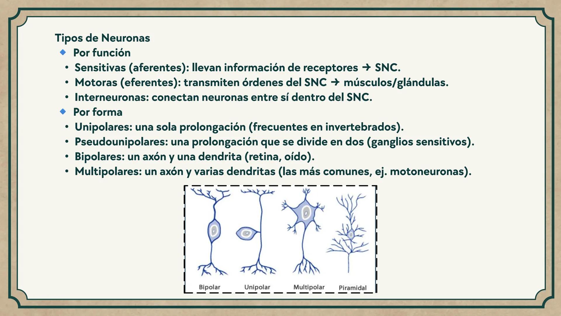 # CEPRE BICENTENARIO
# CAP 04: REPASO
# DE ANATOMÍA
Enc.: Erick F. Ludeña A. 1. ¿Qué tipo de tejido forma la epidermis?
A) Muscular liso
B