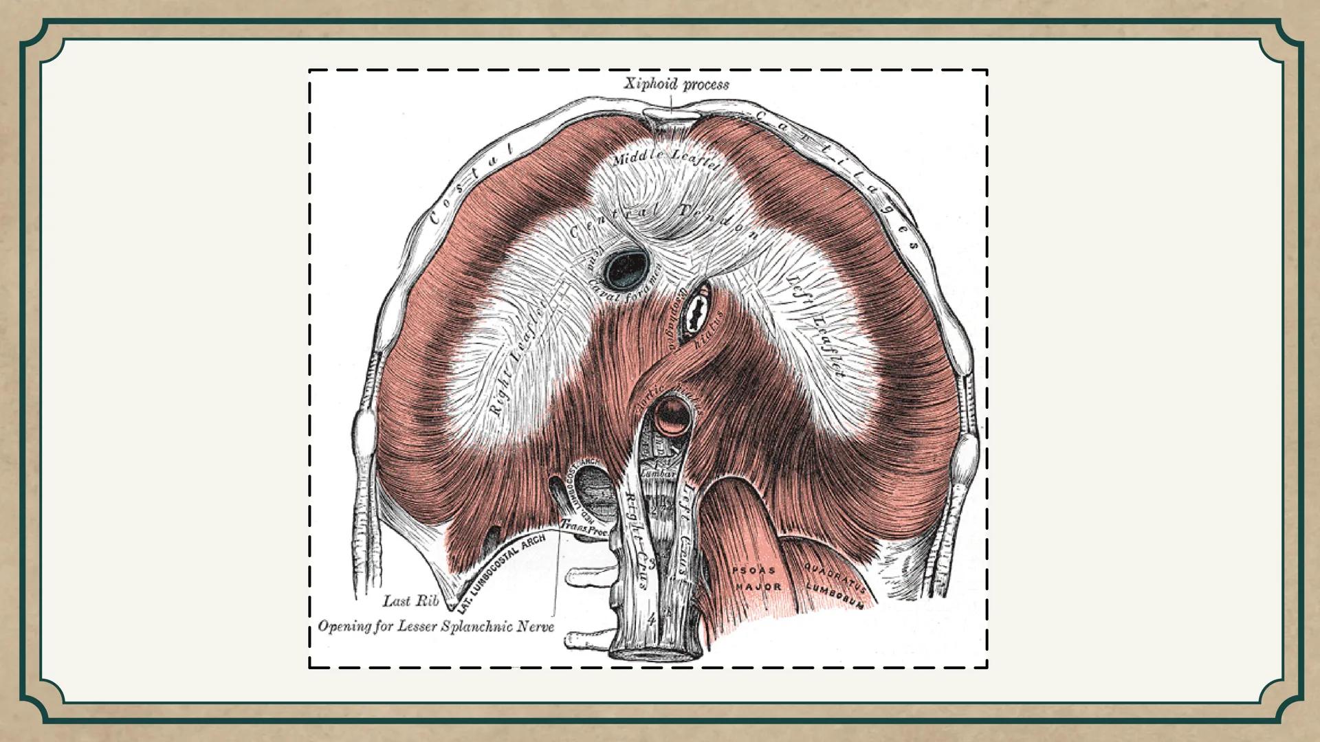 # CEPRE BICENTENARIO
# CAP 04: REPASO
# DE ANATOMÍA
Enc.: Erick F. Ludeña A. 1. ¿Qué tipo de tejido forma la epidermis?
A) Muscular liso
B