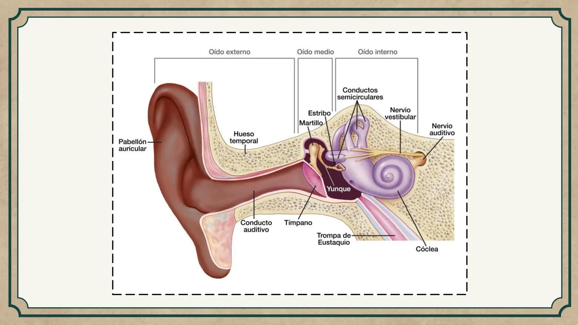 # CEPRE BICENTENARIO
# CAP 04: REPASO
# DE ANATOMÍA
Enc.: Erick F. Ludeña A. 1. ¿Qué tipo de tejido forma la epidermis?
A) Muscular liso
B