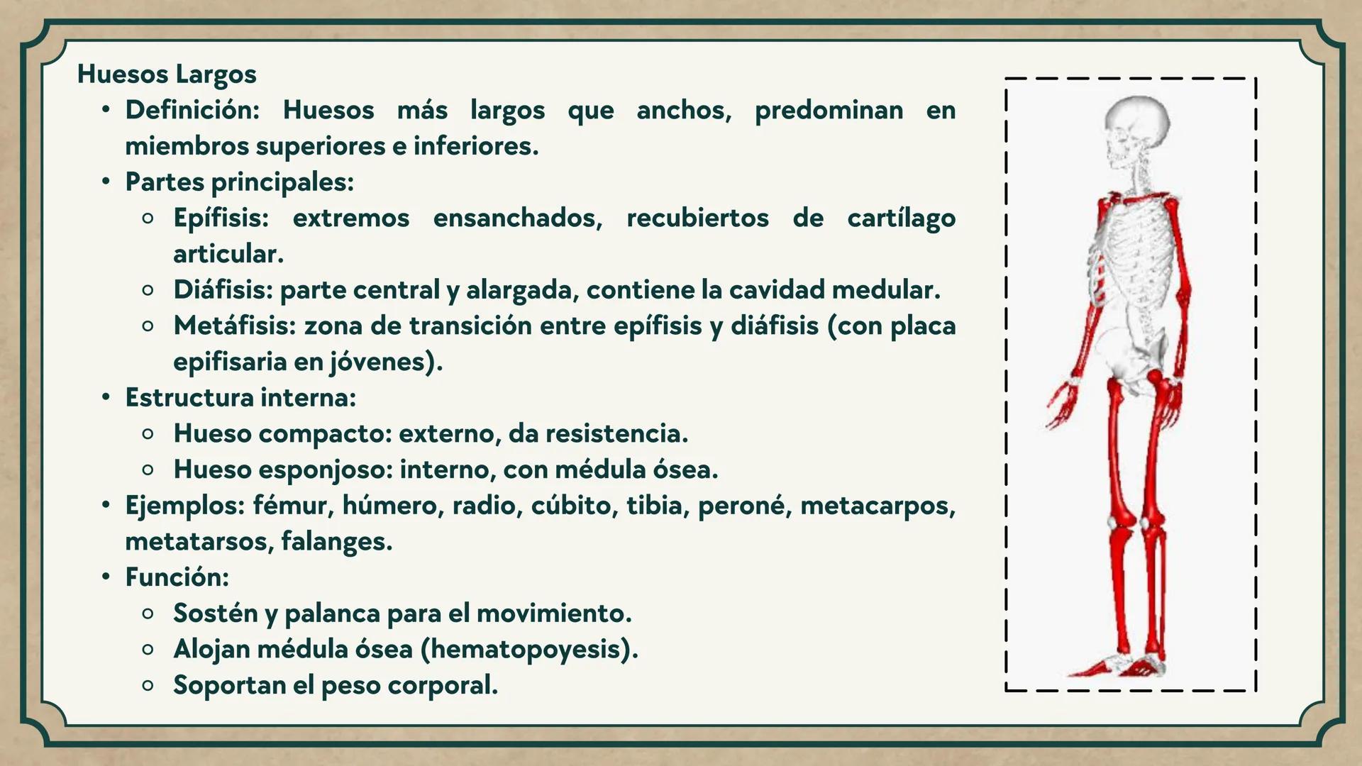 # CEPRE BICENTENARIO
# CAP 04: REPASO
# DE ANATOMÍA
Enc.: Erick F. Ludeña A. 1. ¿Qué tipo de tejido forma la epidermis?
A) Muscular liso
B