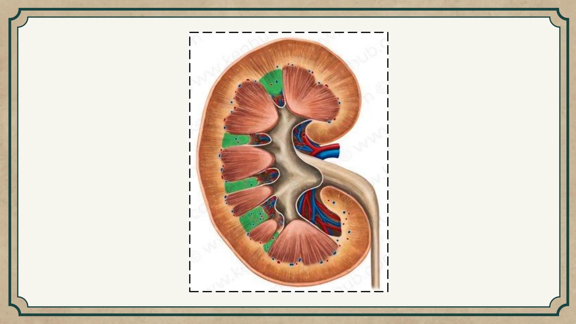 # CEPRE BICENTENARIO
# CAP 04: REPASO
# DE ANATOMÍA
Enc.: Erick F. Ludeña A. 1. ¿Qué tipo de tejido forma la epidermis?
A) Muscular liso
B