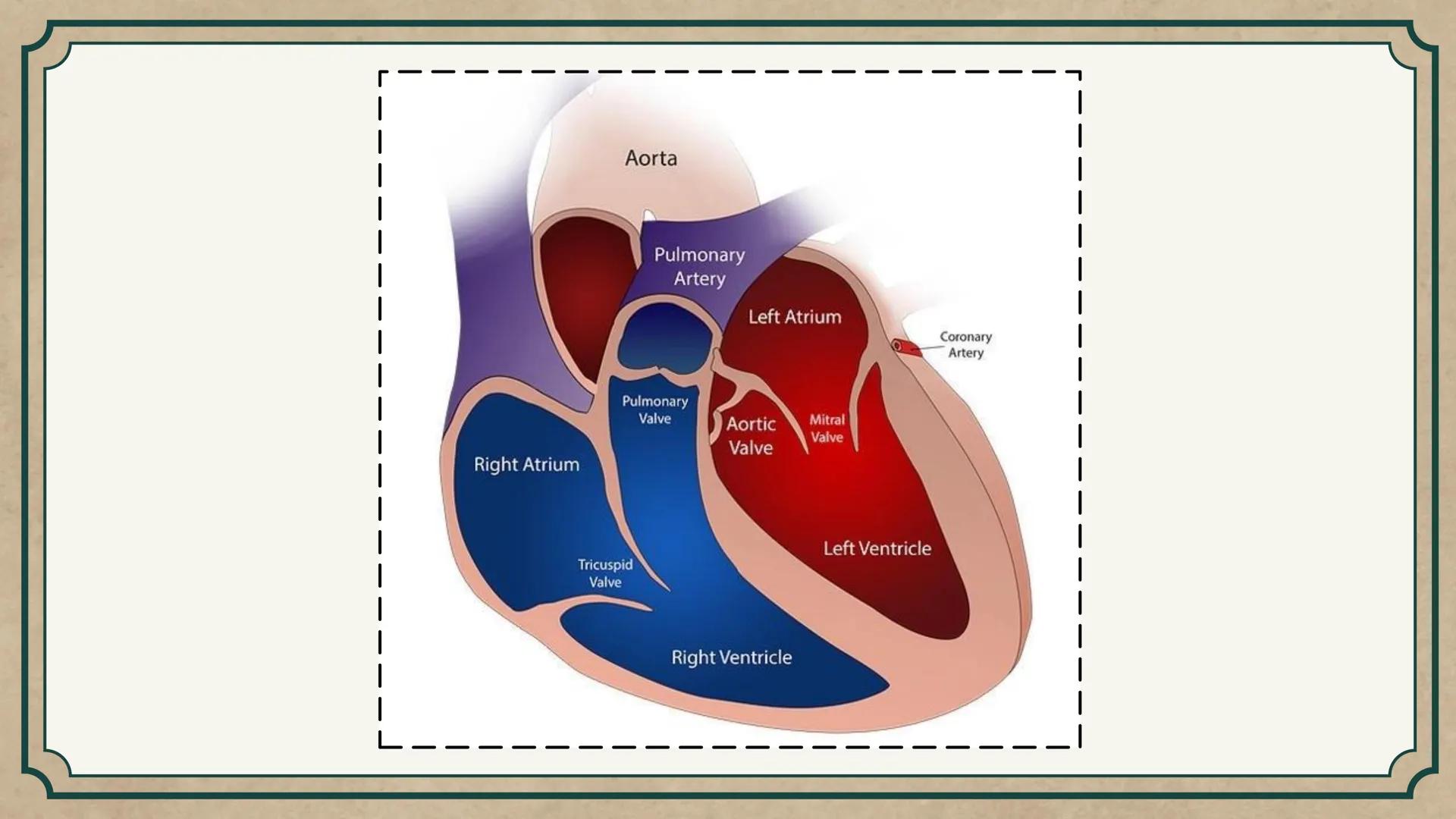 # CEPRE BICENTENARIO
# CAP 04: REPASO
# DE ANATOMÍA
Enc.: Erick F. Ludeña A. 1. ¿Qué tipo de tejido forma la epidermis?
A) Muscular liso
B