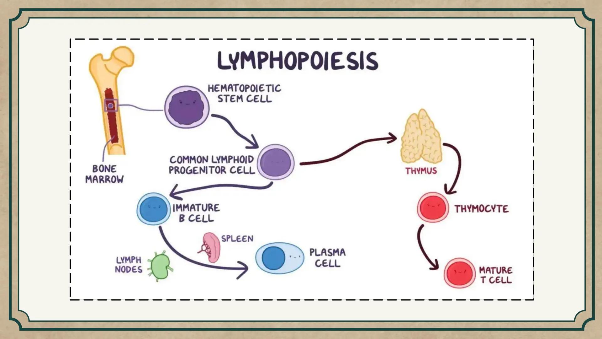 # CEPRE BICENTENARIO
# CAP 04: REPASO
# DE ANATOMÍA
Enc.: Erick F. Ludeña A. 1. ¿Qué tipo de tejido forma la epidermis?
A) Muscular liso
B