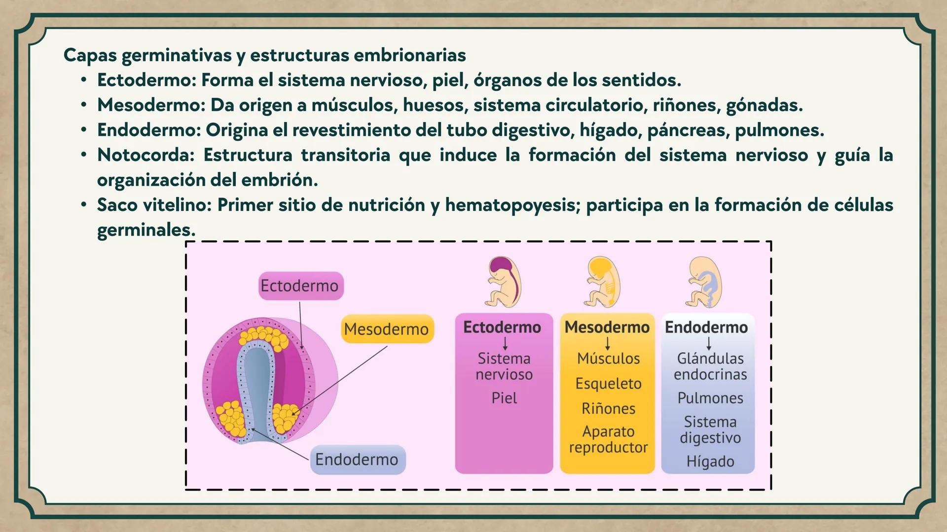 # CEPRE BICENTENARIO
# CAP 04: REPASO
# DE ANATOMÍA
Enc.: Erick F. Ludeña A. 1. ¿Qué tipo de tejido forma la epidermis?
A) Muscular liso
B