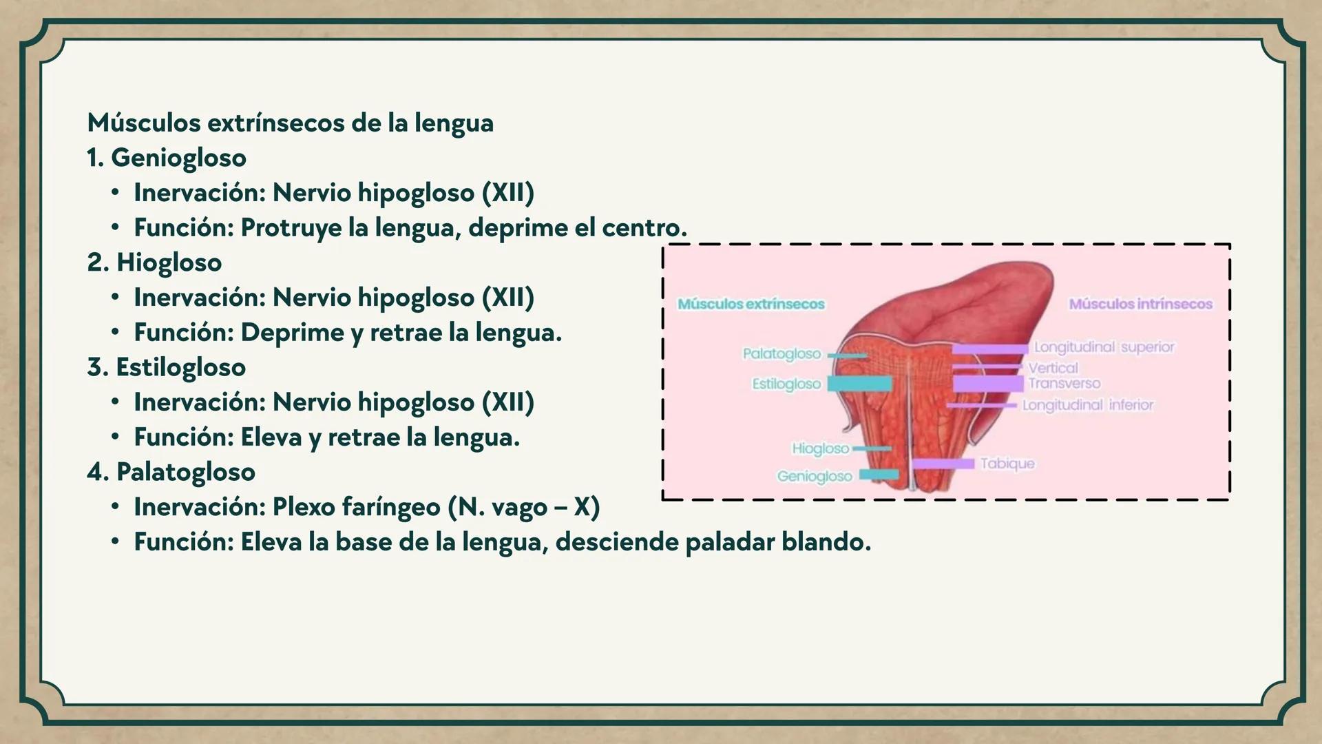 # CEPRE BICENTENARIO
# CAP 04: REPASO
# DE ANATOMÍA
Enc.: Erick F. Ludeña A. 1. ¿Qué tipo de tejido forma la epidermis?
A) Muscular liso
B