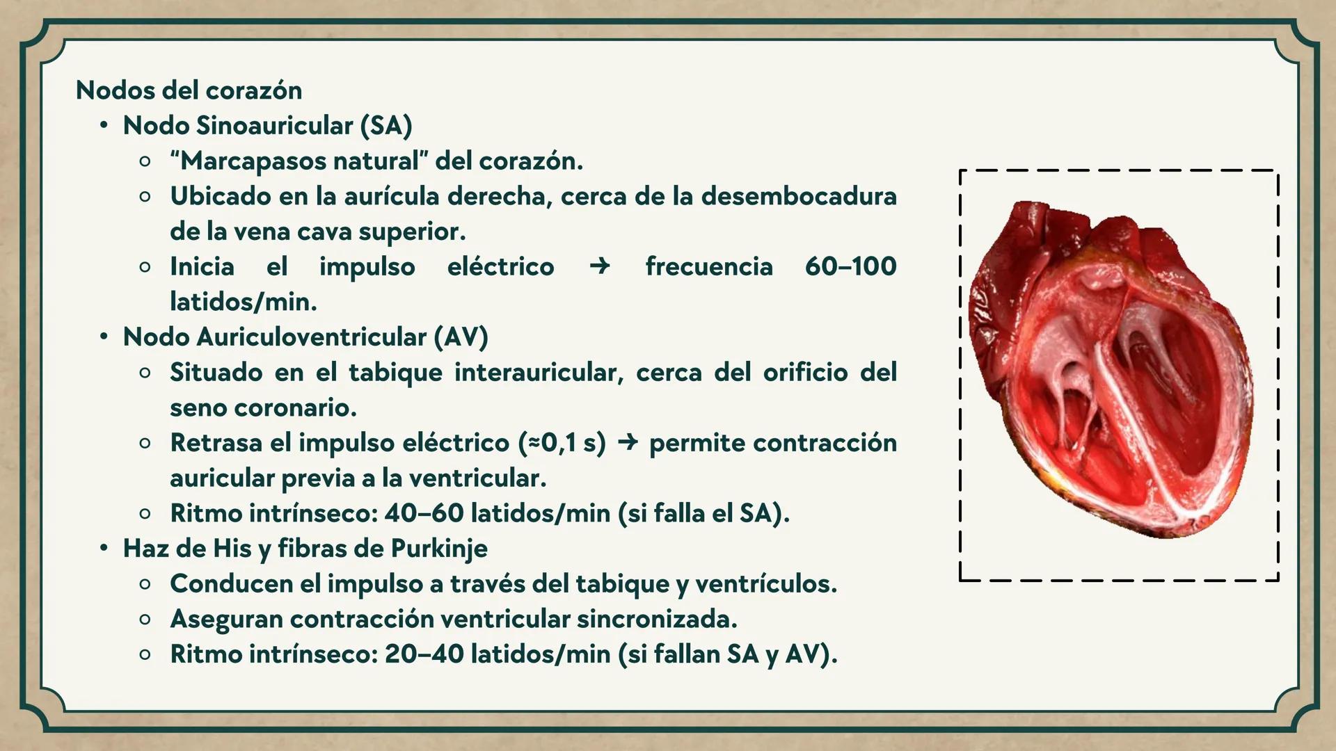 # CEPRE BICENTENARIO
# CAP 04: REPASO
# DE ANATOMÍA
Enc.: Erick F. Ludeña A. 1. ¿Qué tipo de tejido forma la epidermis?
A) Muscular liso
B