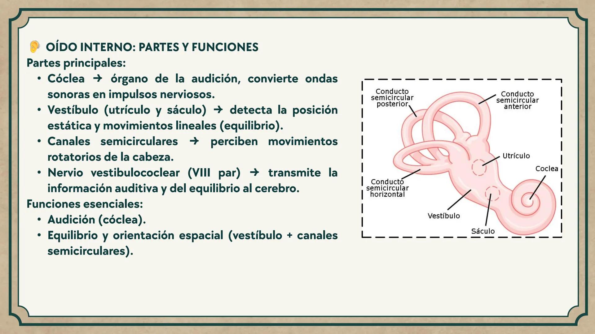 # CEPRE BICENTENARIO
# CAP 04: REPASO
# DE ANATOMÍA
Enc.: Erick F. Ludeña A. 1. ¿Qué tipo de tejido forma la epidermis?
A) Muscular liso
B