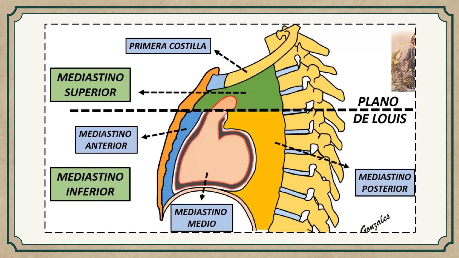 # CEPRE BICENTENARIO
# CAP 04: REPASO
# DE ANATOMÍA
Enc.: Erick F. Ludeña A. 1. ¿Qué tipo de tejido forma la epidermis?
A) Muscular liso
B