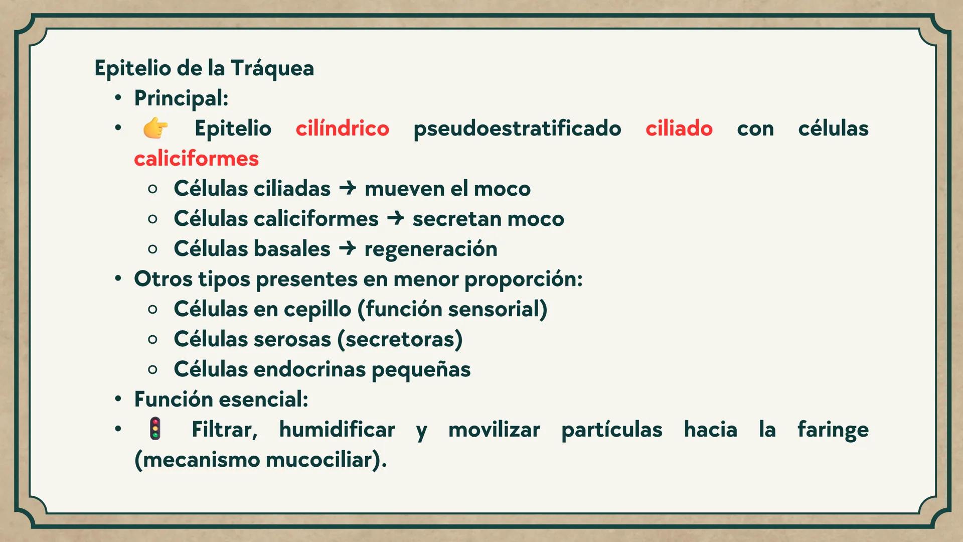 # CEPRE BICENTENARIO
# CAP 04: REPASO
# DE ANATOMÍA
Enc.: Erick F. Ludeña A. 1. ¿Qué tipo de tejido forma la epidermis?
A) Muscular liso
B