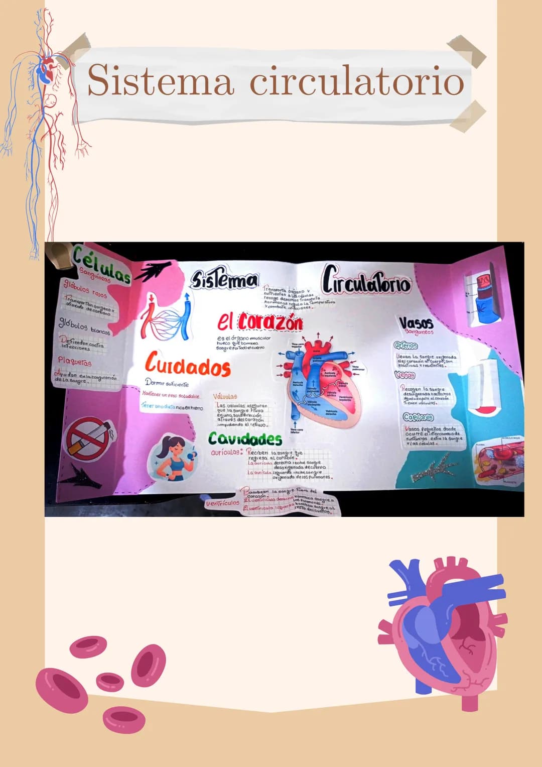 # Sistema circulatorio culatorio
Células
Sanguiness
glábulos rojos
glóbulos blancos
Plaquetas
entacongvienie
cAyudan case
de. La Laong