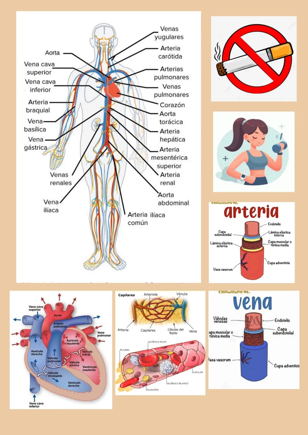 # Sistema circulatorio culatorio
Células
Sanguiness
glábulos rojos
glóbulos blancos
Plaquetas
entacongvienie
cAyudan case
de. La Laong